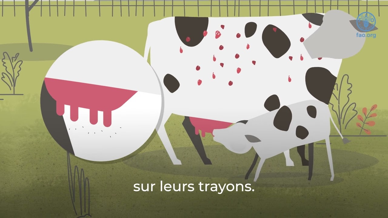 haute savoie : Élevages touchés par la dermatose nodulaire contagieuse