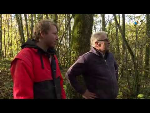 savoie : la forêt face au scolyte et l&rsquo;immersion dans la vie de bûcheron pour préserver notre patrimoine vert